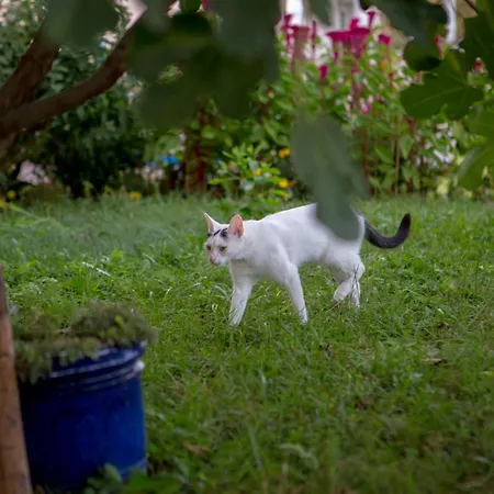 شقة Naki
